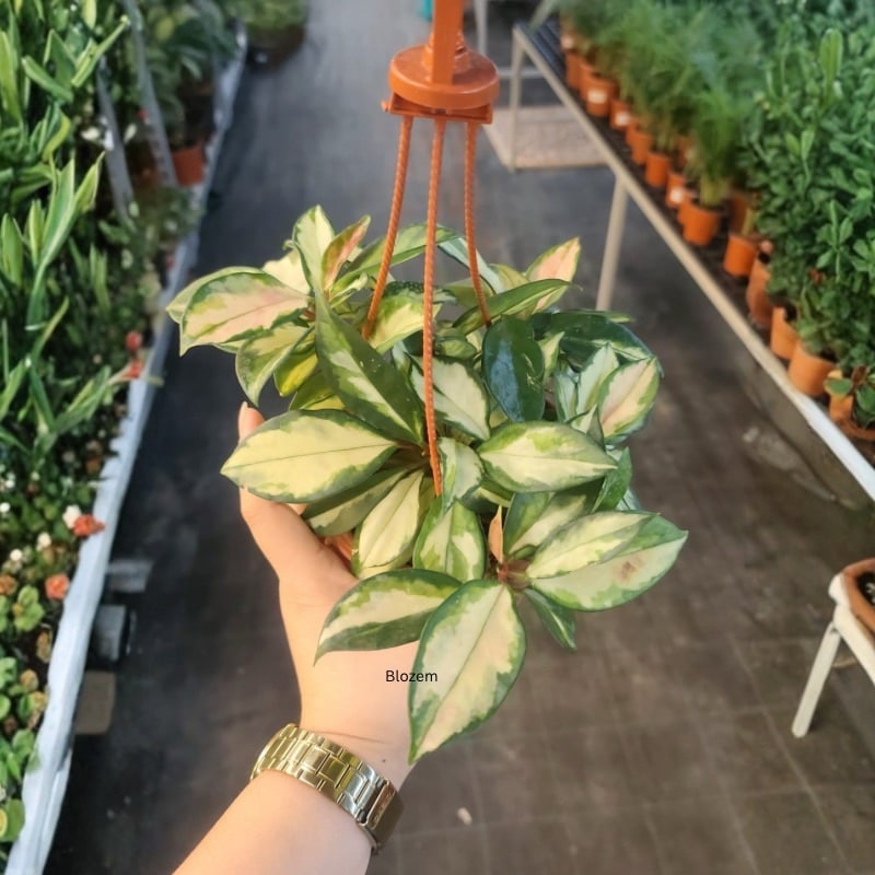 Hoya Carnosa Albomarginata-Hanging