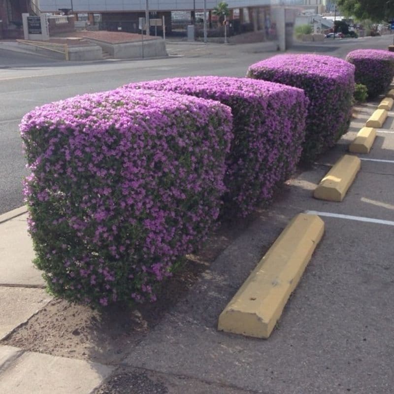 Texas Sage-Leucophyllum frutescens Big size - Image 4