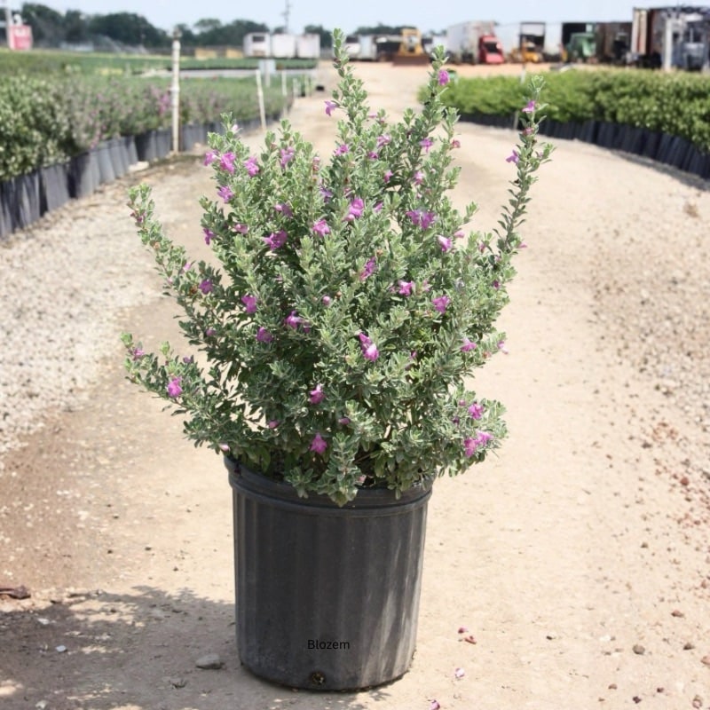 Texas Sage-Leucophyllum frutescens Big size