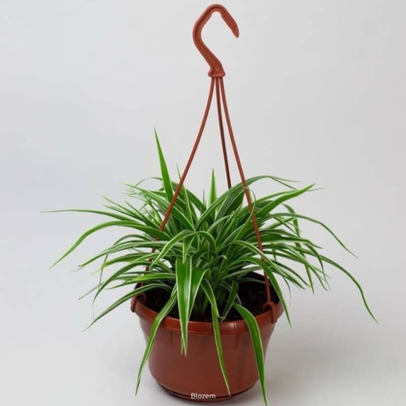 Spider Plant -Chlorophytum Comosum Vittatum-Hanging