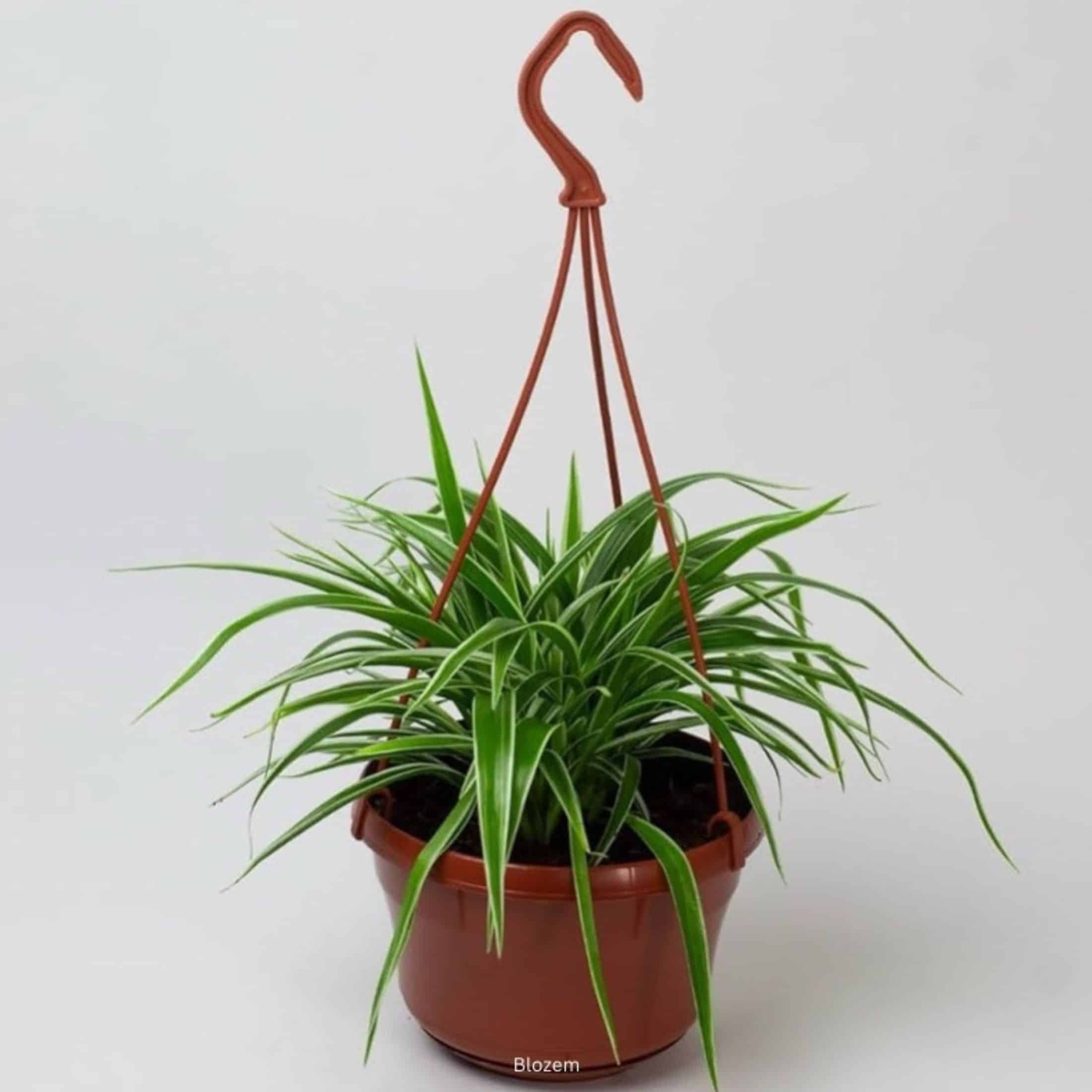 Spider Plant -Chlorophytum Comosum Vittatum-Hanging