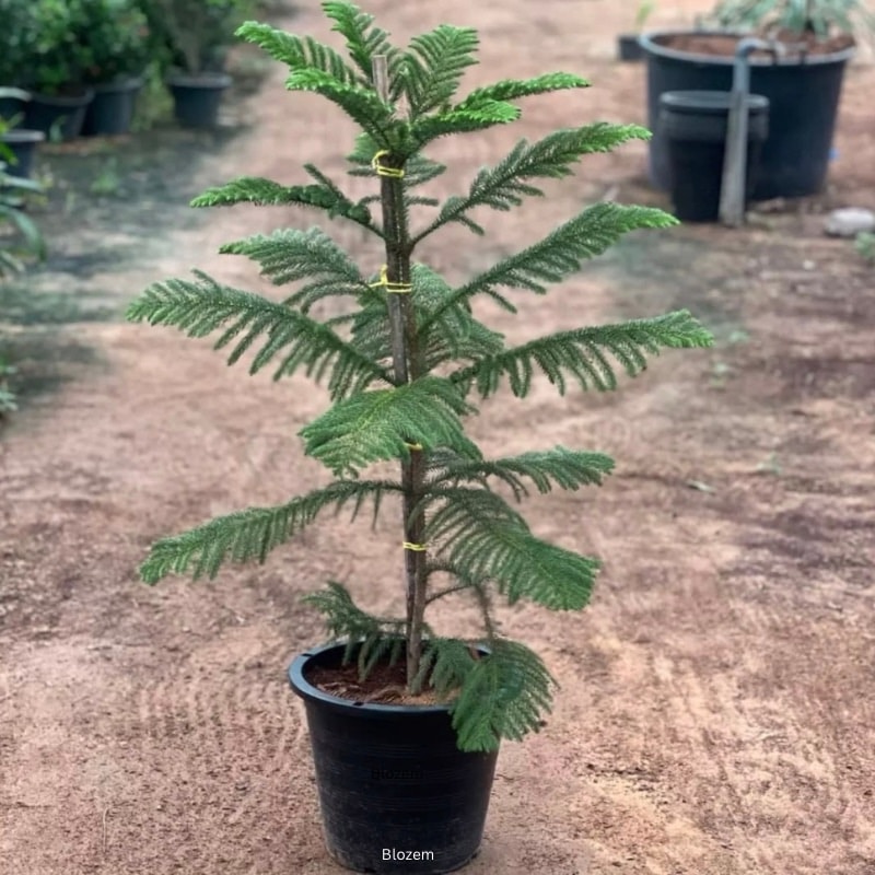 Araucaria Plant-Christmas Tree -Norfolk Island Pine