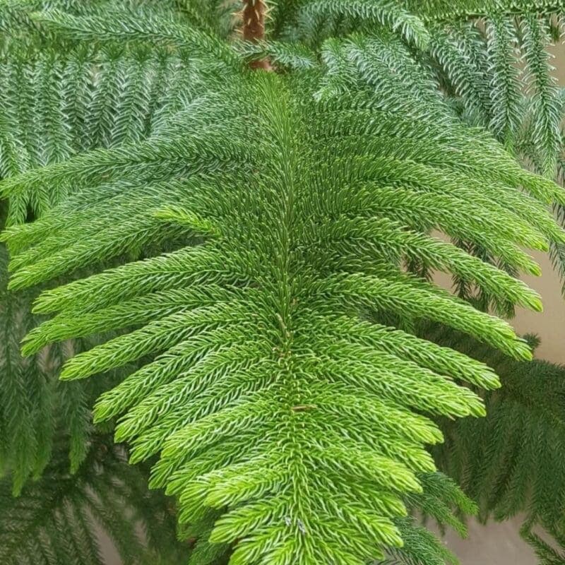 Araucaria Christmas Tree - Image 2