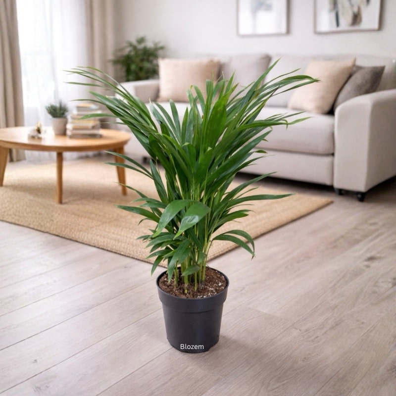 Areca Palm