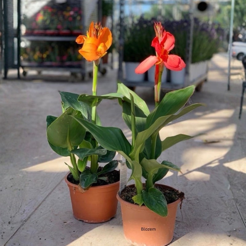 Canna Lily - Canna Indica Mixed (1 Plant)