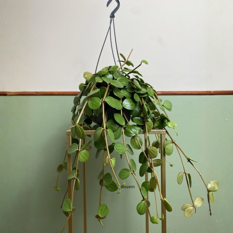 Peperomia Tetraphylla Hope