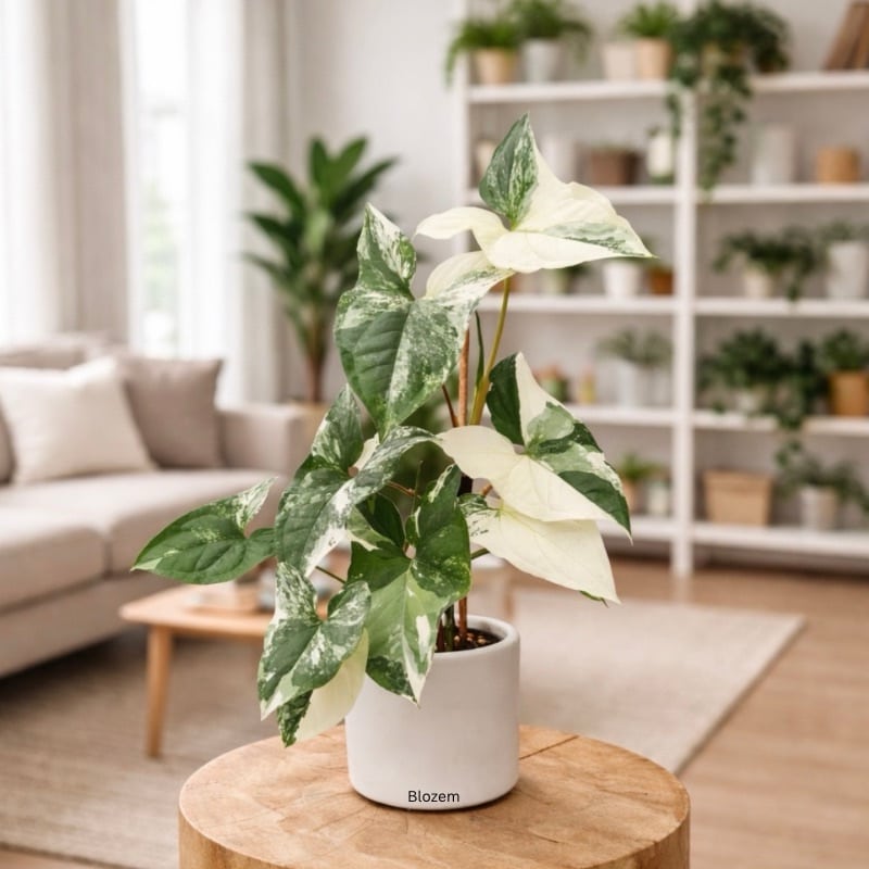 Syngonium Podophyllum Albo Variegatum