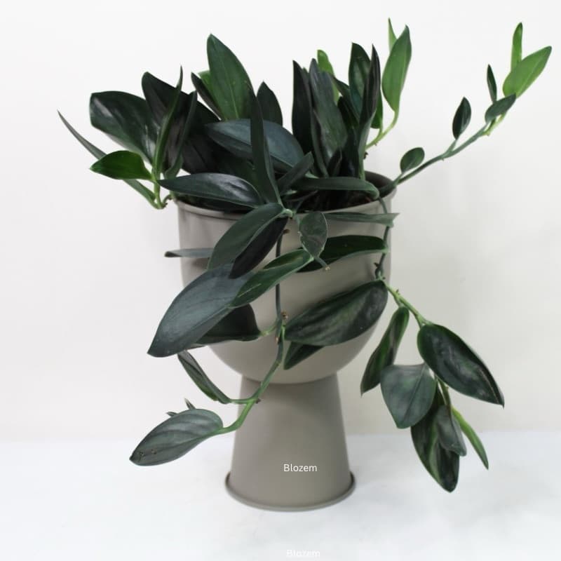 Scindapsus Treubii Dark Form