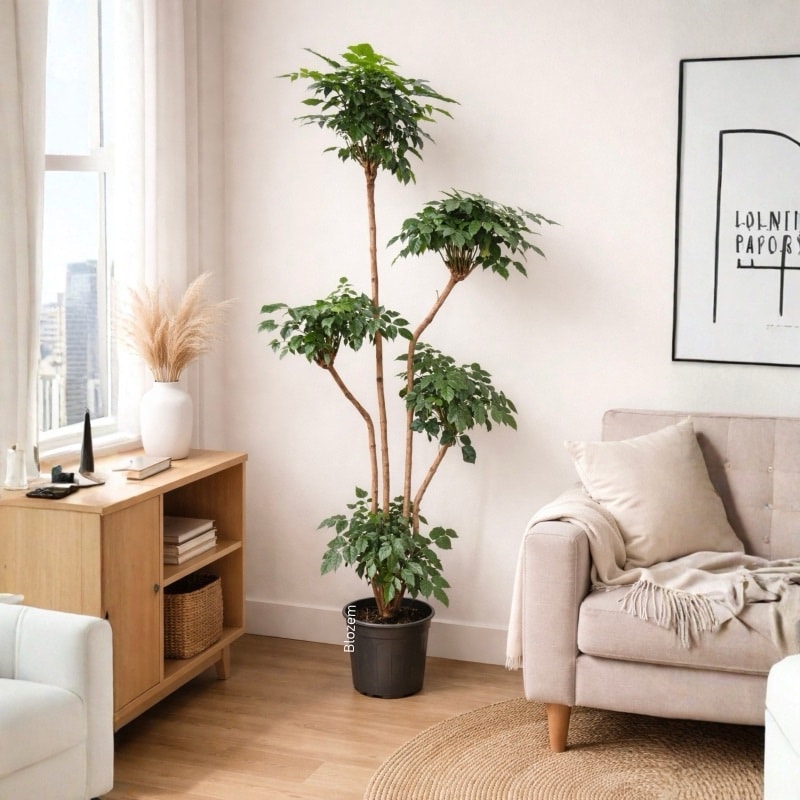 Radermachera Sinica 5 Layers-China Doll 210cm