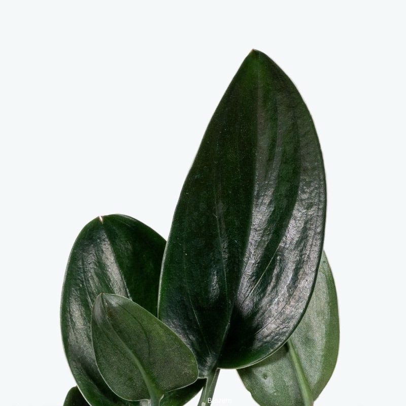 Scindapsus Treubii Dark Form - Image 3