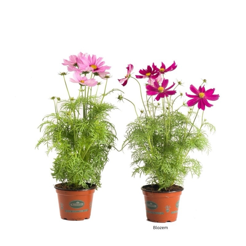 Cosmos Flowering Plant-Mixed Colors (1 plant)