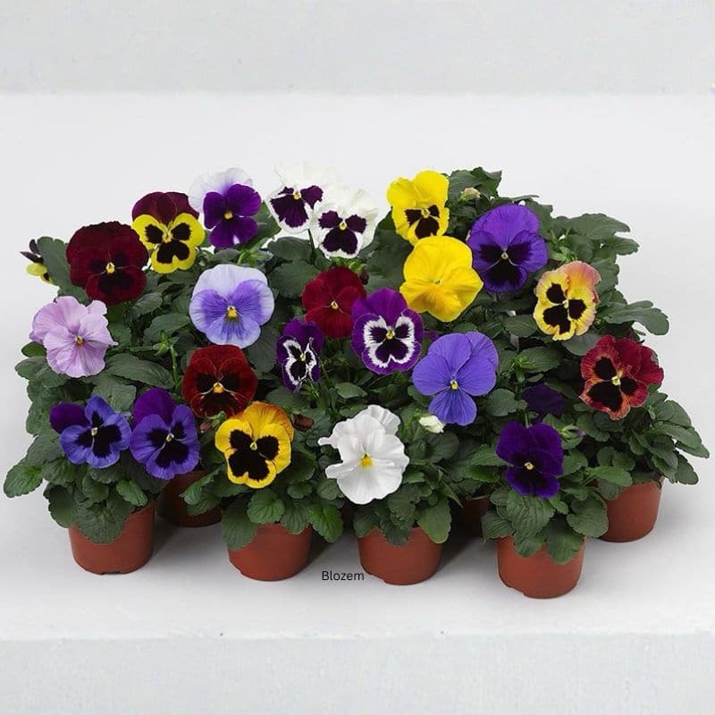 Pansy Matrix Mix Plant
