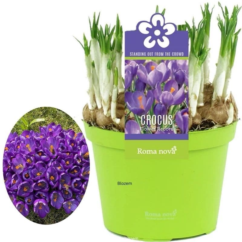 Crocus Flower Record