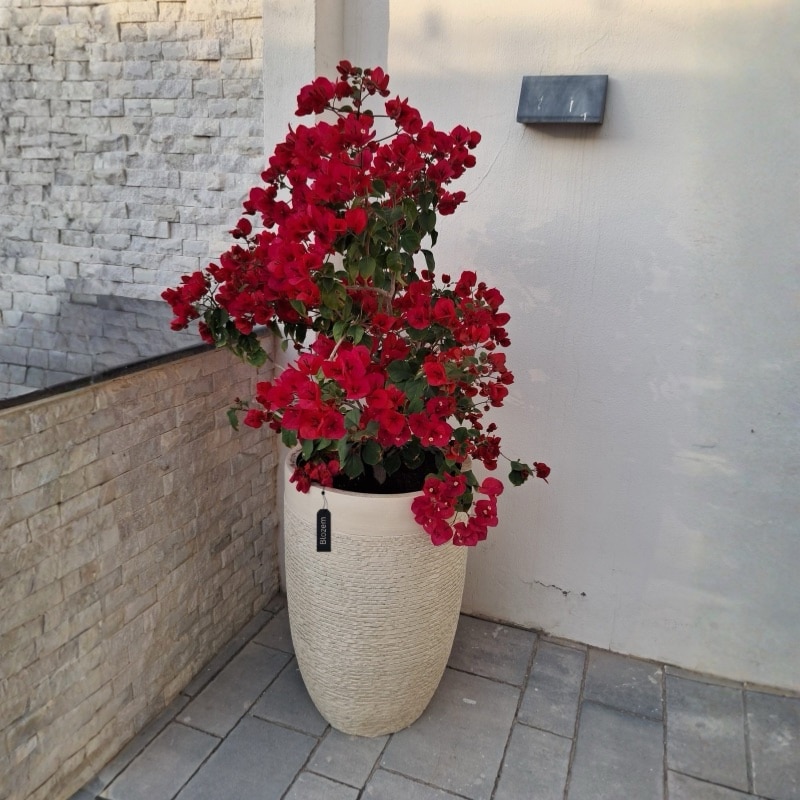 Potted Bougainvillea With Tall Pot (Outdoor Plant)