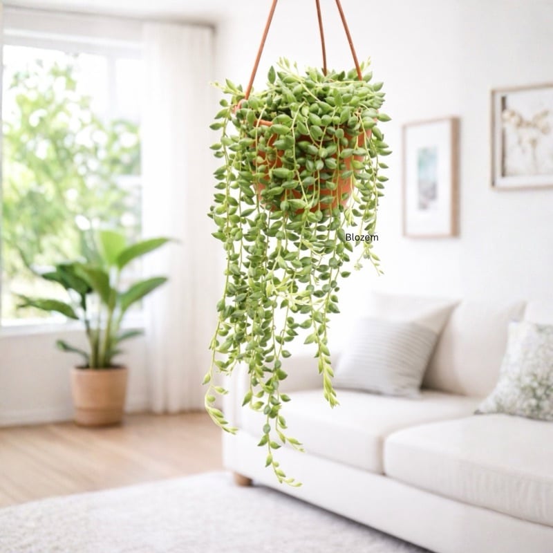 senecio herreianus - String of Beads