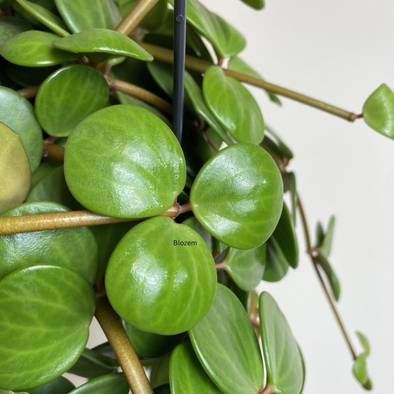 Peperomia Tetraphylla Hope - Image 3