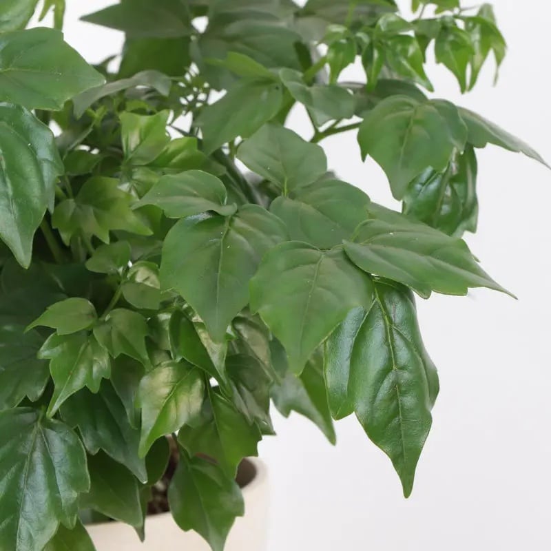 Radermachera Sinica 5 Layers-China Doll 210cm - Image 3