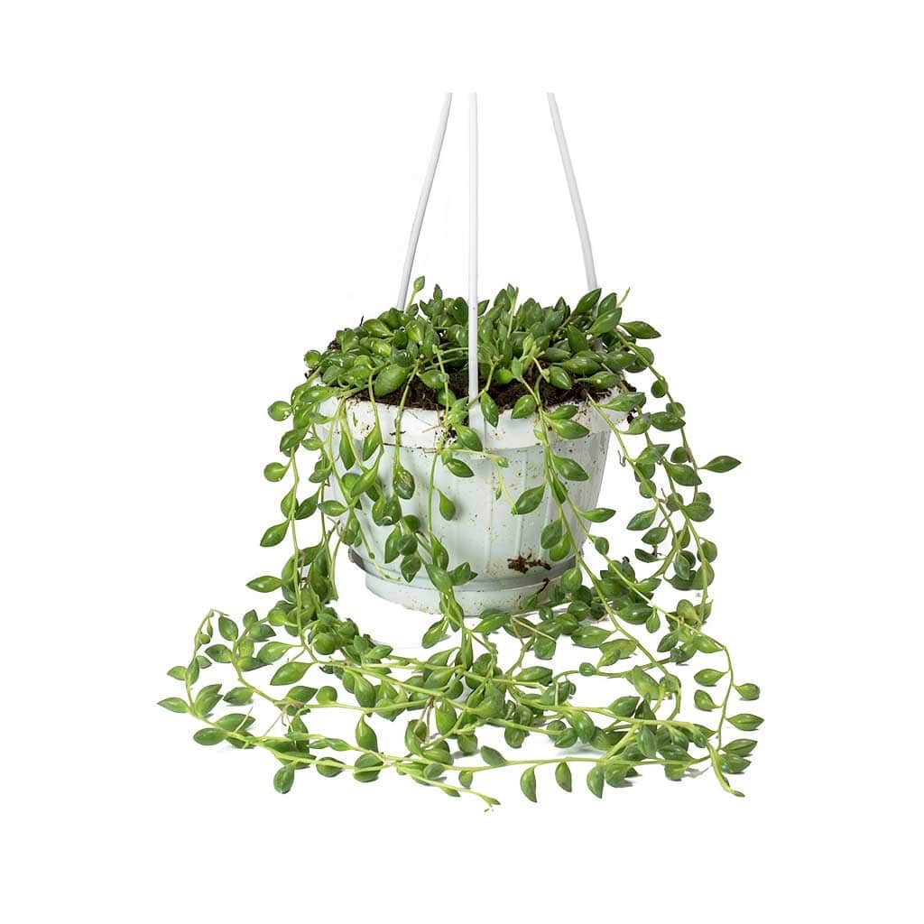 senecio herreianus - String of Beads - Image 2