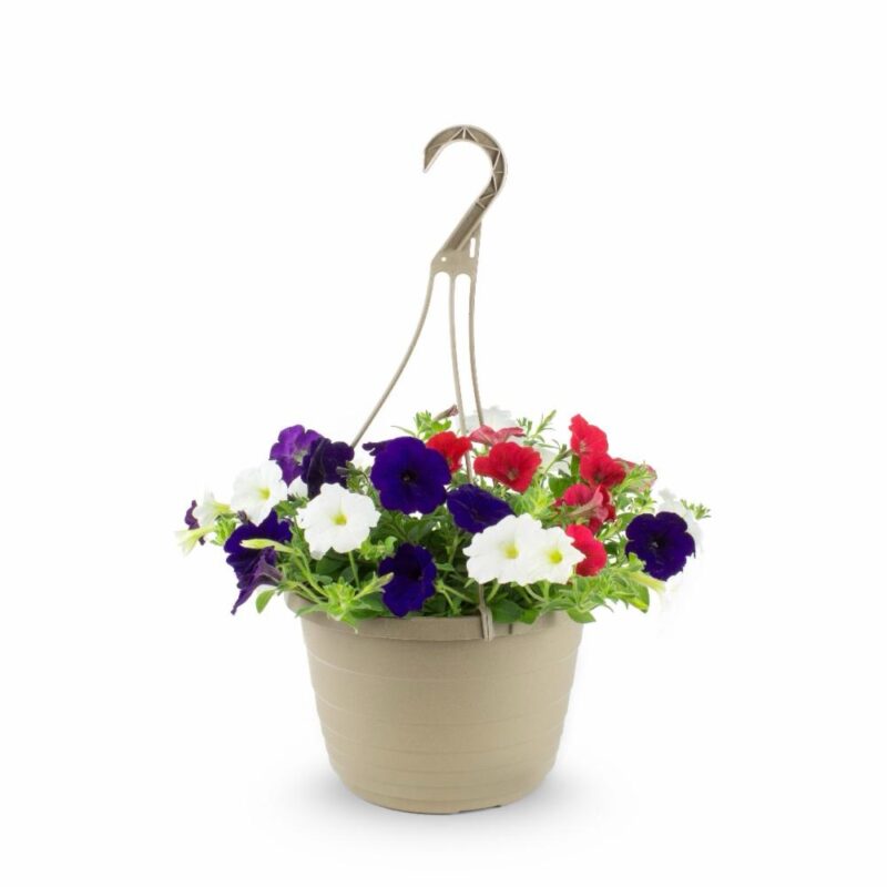 Petunia Mix Color Hanging
