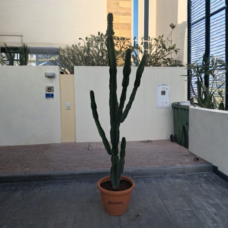 Euphorbia ingens - Candelabra Tree