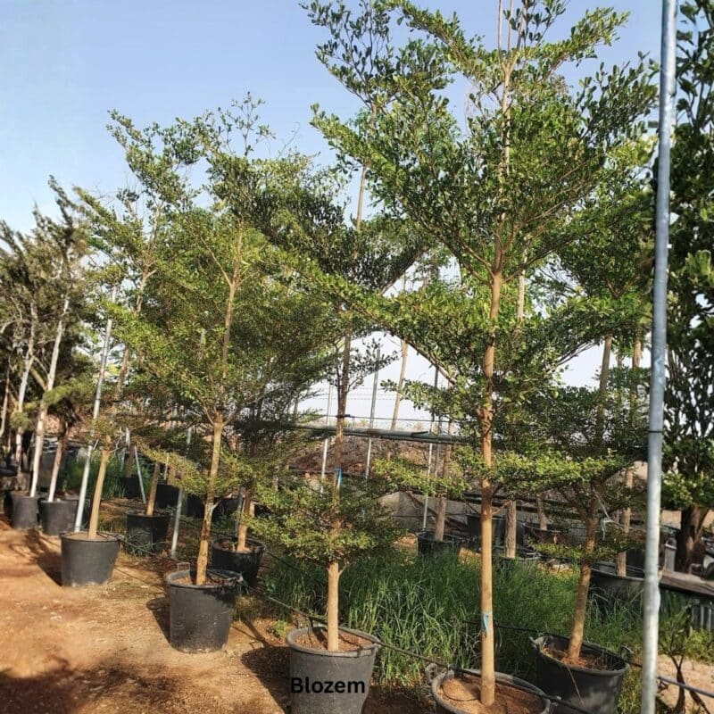 Terminalia Mantaly Green-Madagascar Almond-4 MTR