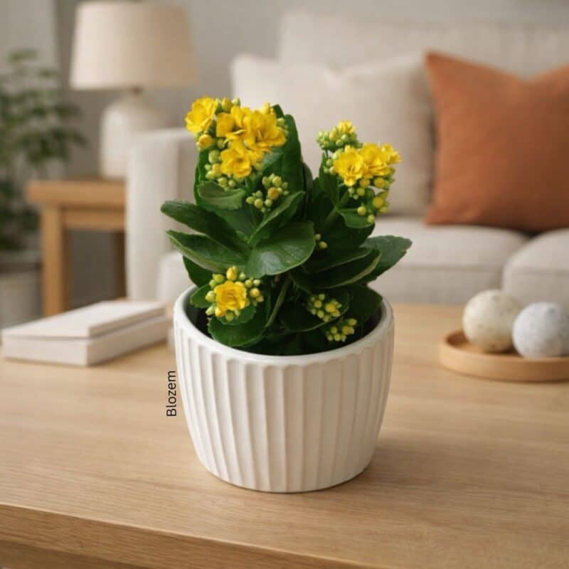 Potted Kalanchoe Plant with Ceramic Pot