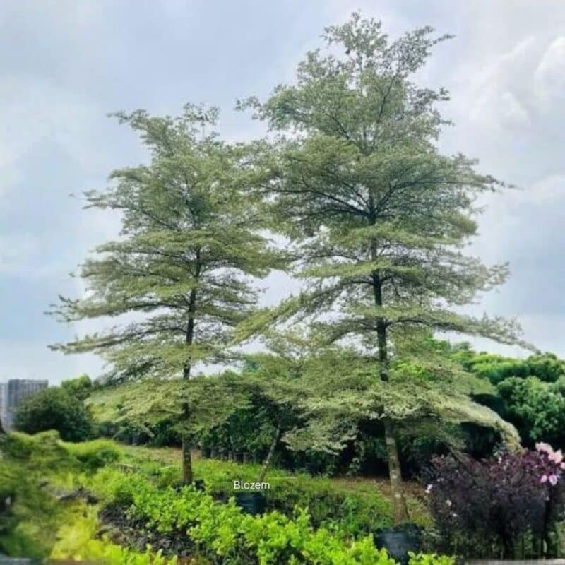 Terminalia Mantaly Green-Madagascar Almond