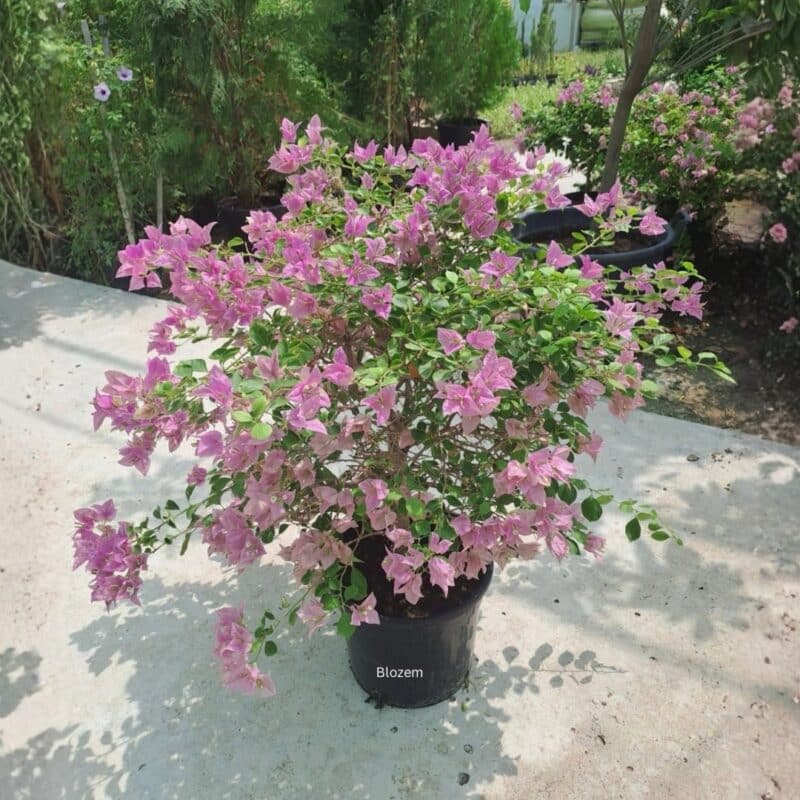 Bougainvillea Glabra Bushy                                            Big Size