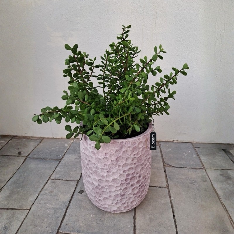 Potted Portulacaria Afra
