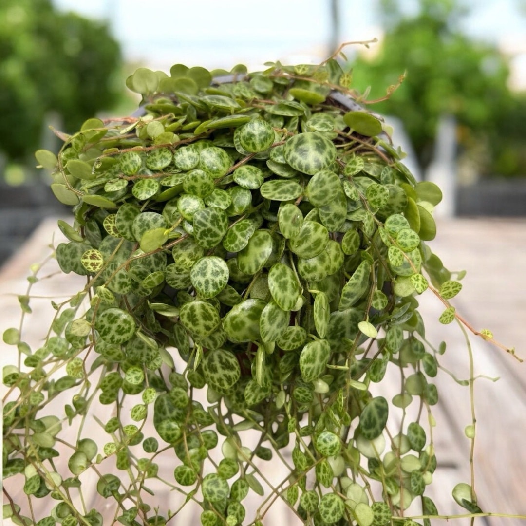 Peperomia Prostrata - String of turtles Hanging - Image 3
