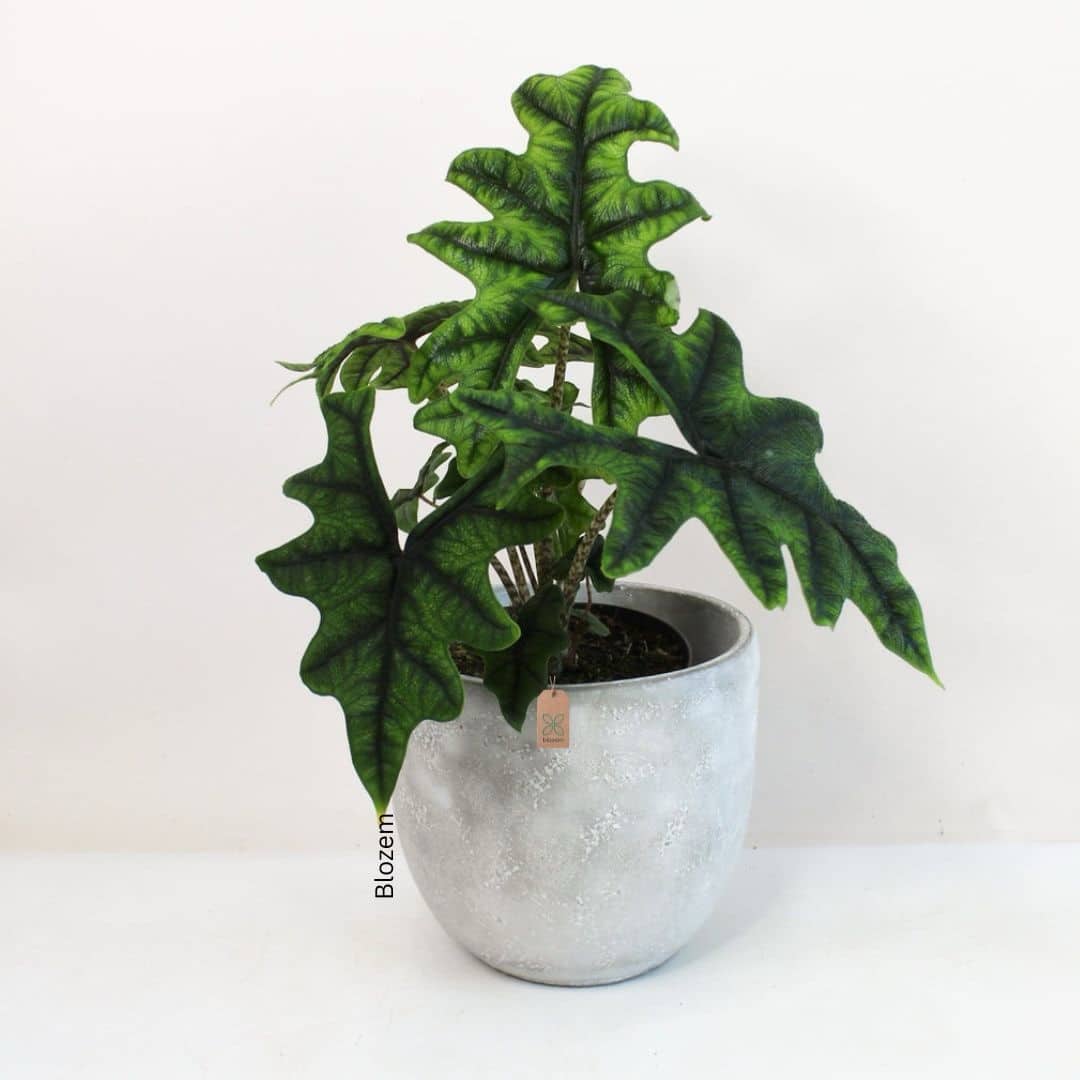 Alocasia Jacklyn - Image 3