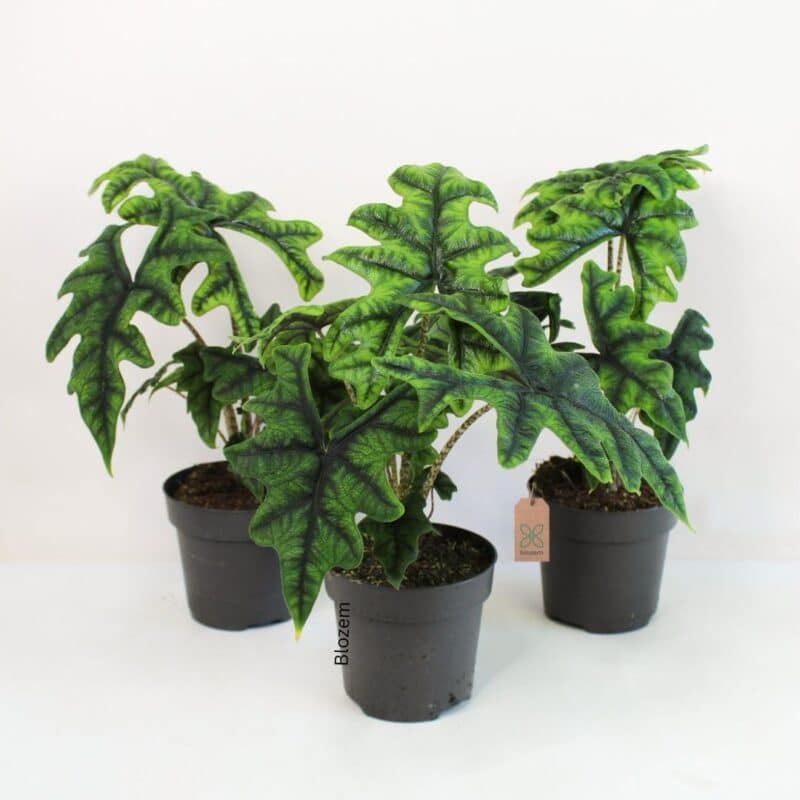 Alocasia Jacklyn