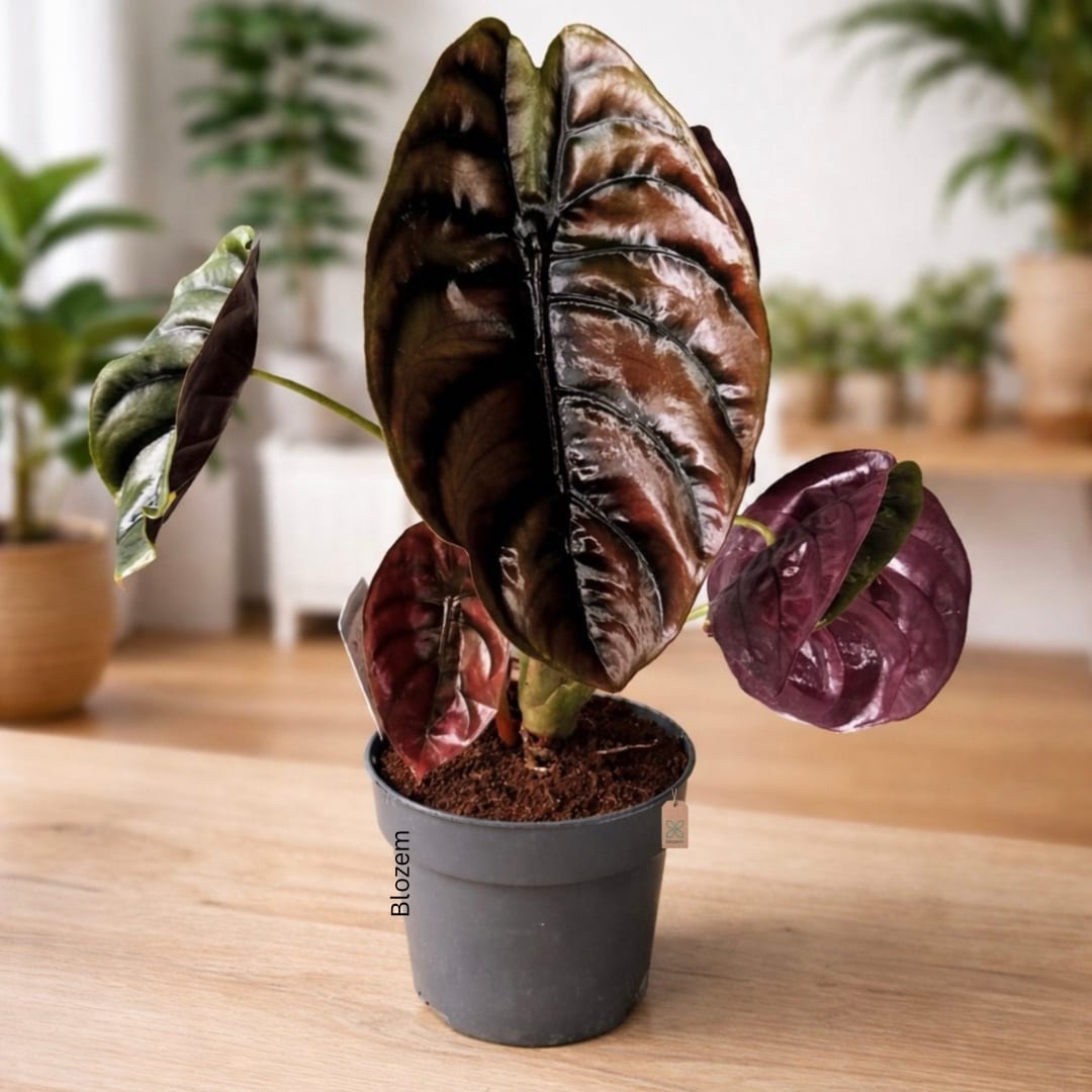 Alocasia cuprea Red Secret - Elephant Ear