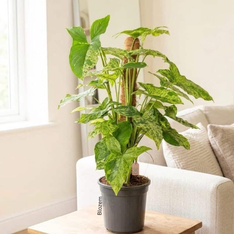 Syngonium Mottled Mosstok