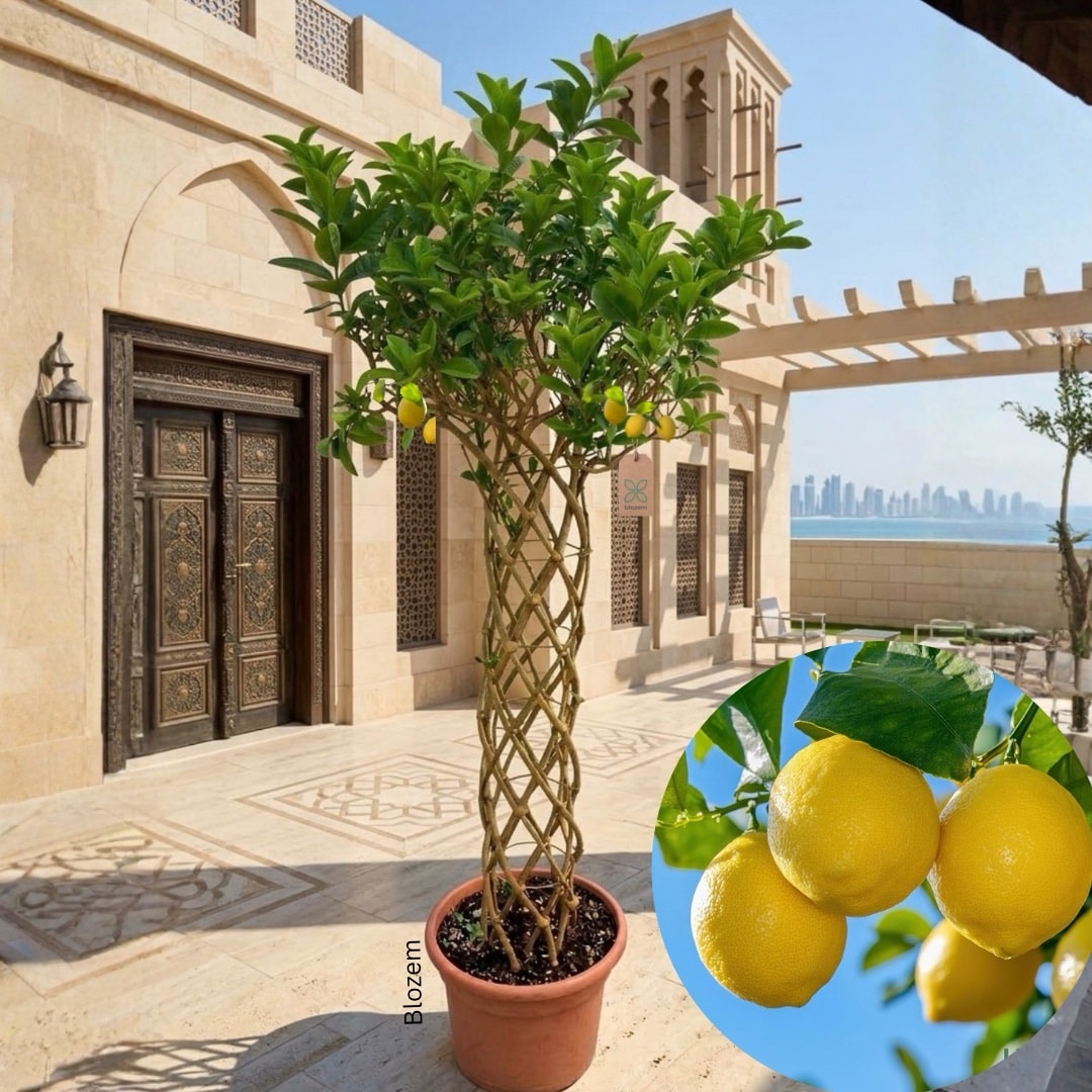 Braided Lemon Tree