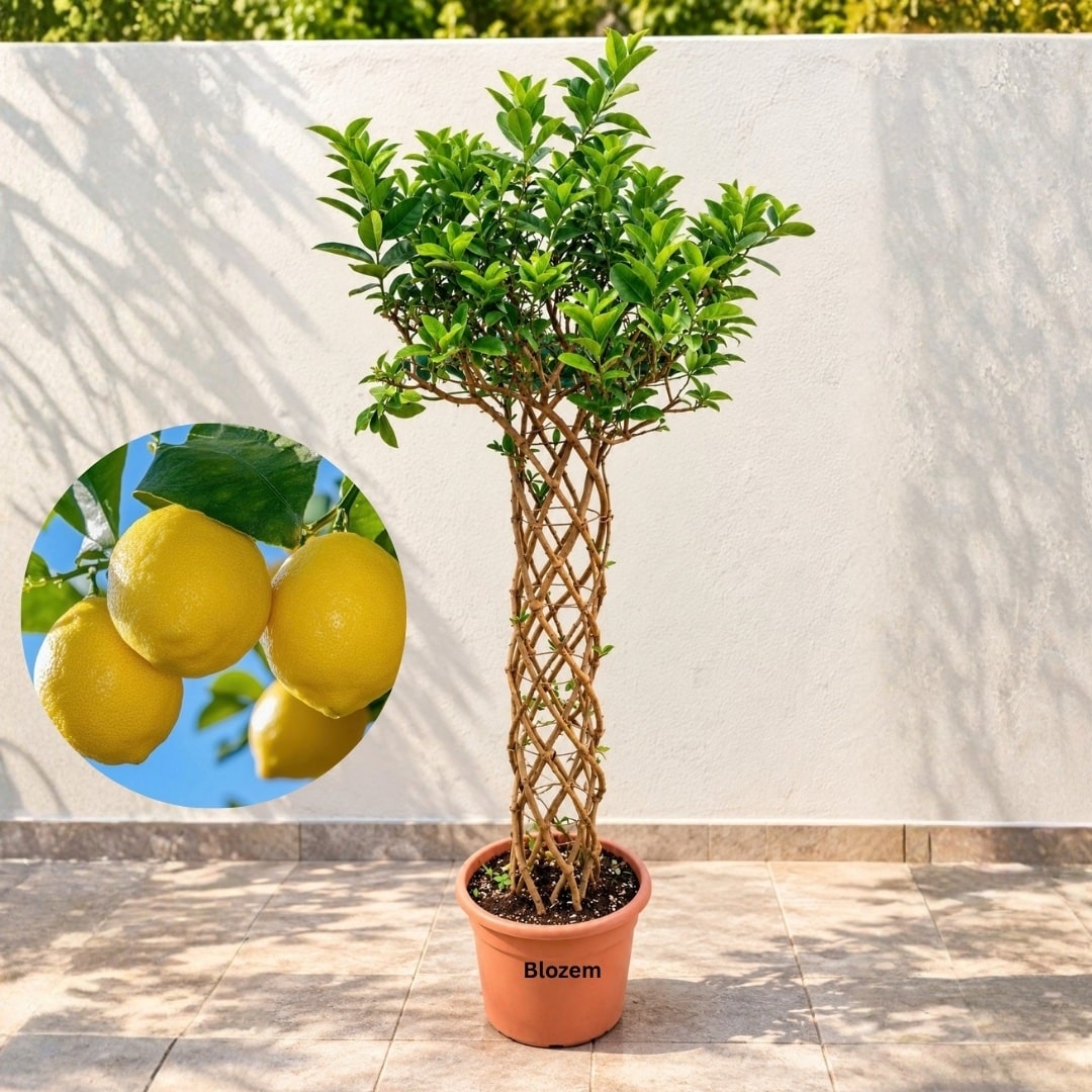 Braided Grafted Lemon Tree