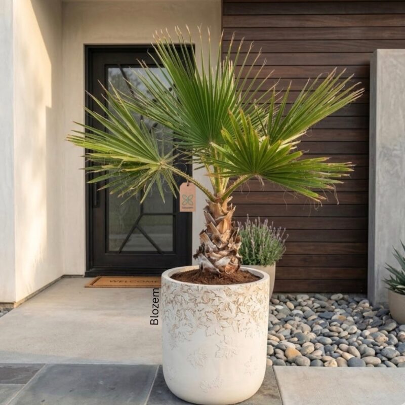 Potted Washingtonia Palm