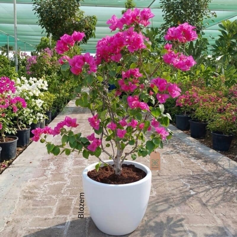 Potted Big Bougainvillea (Outdoor Plant)