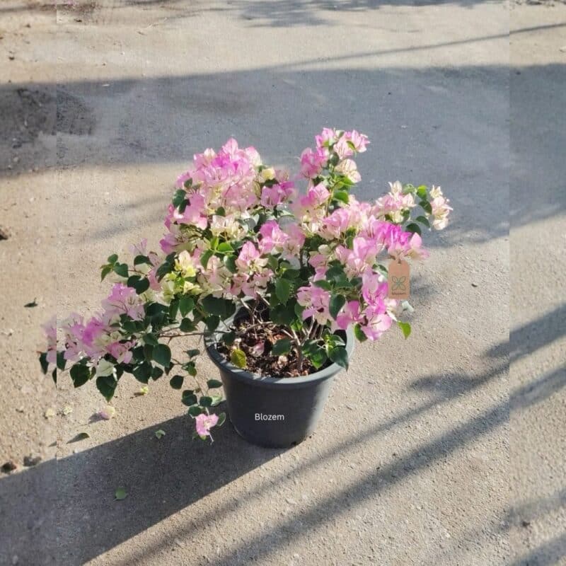 Bougainvillea Pink And White-Bushy