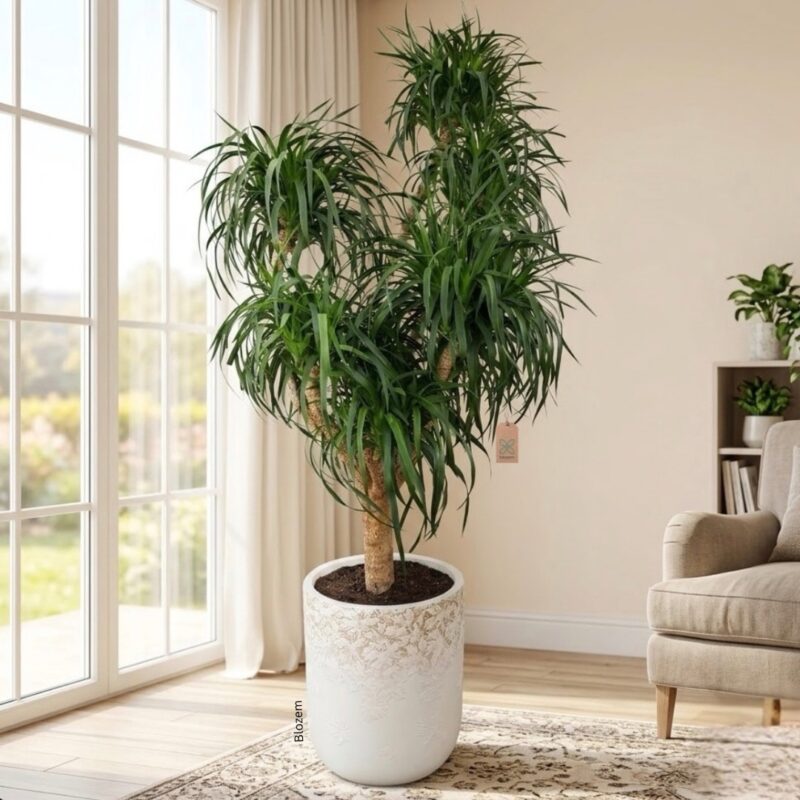 Potted Big Dracaena Draco – Multi head-200cm