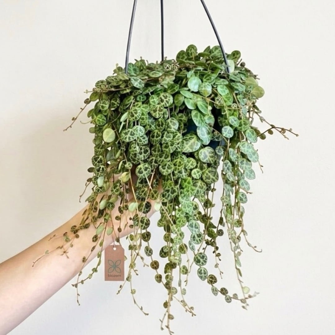 Peperomia Prostrata - String of turtles Hanging