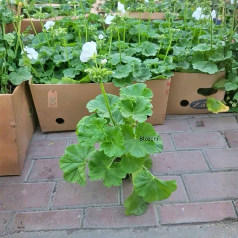 Geranium Mix(1 piece)