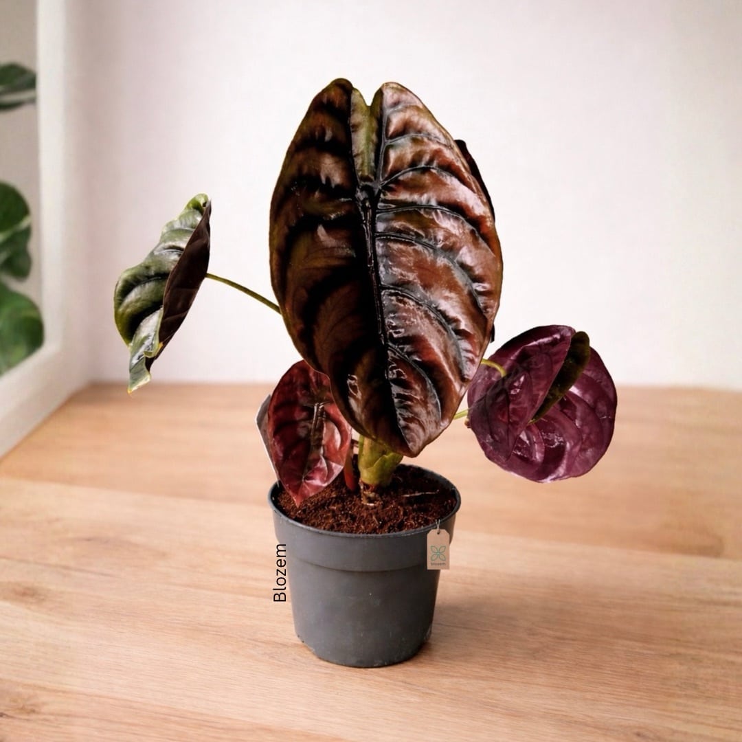 Alocasia cuprea Red Secret - Elephant Ear - Image 2