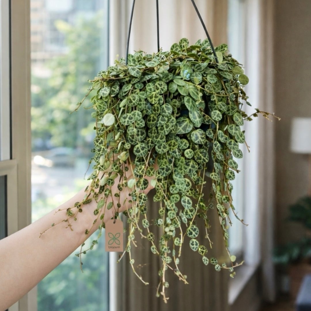 Peperomia Prostrata - String of turtles Hanging - Image 2