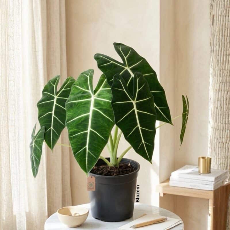 Alocasia Frydek-Green Velvet Alocasia