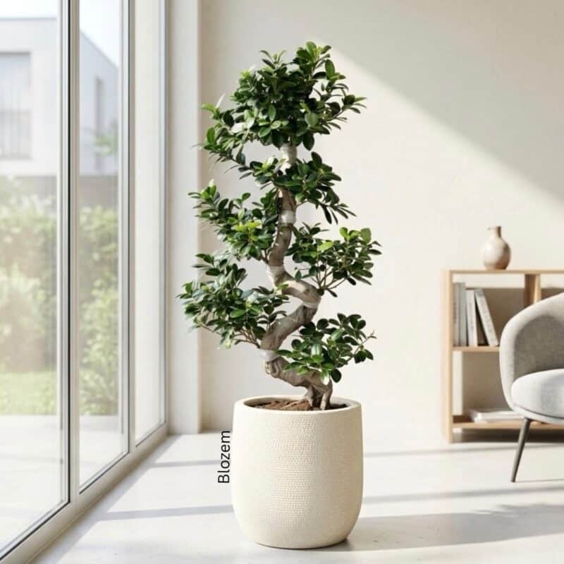 Potted Ficus Bonsai S Shape – XL