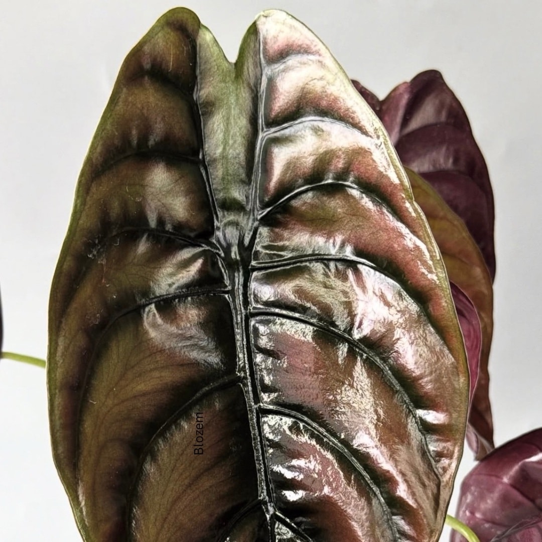 Alocasia cuprea Red Secret - Elephant Ear - Image 3