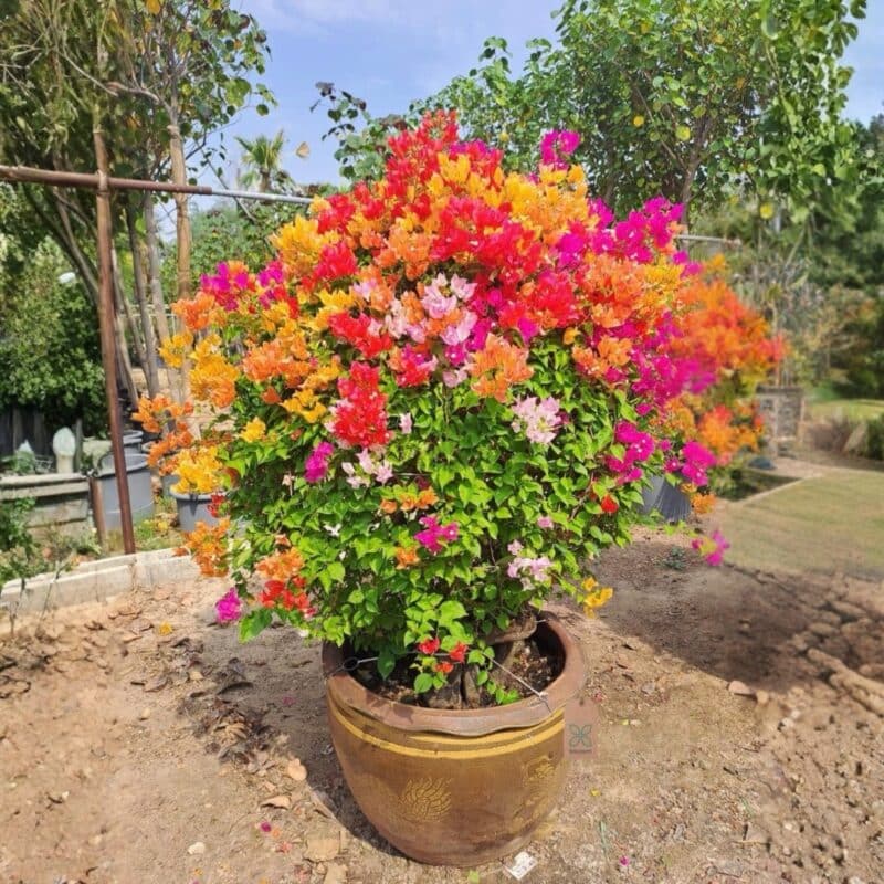 Bougainvillea Topiary Multi-Color-Big Size