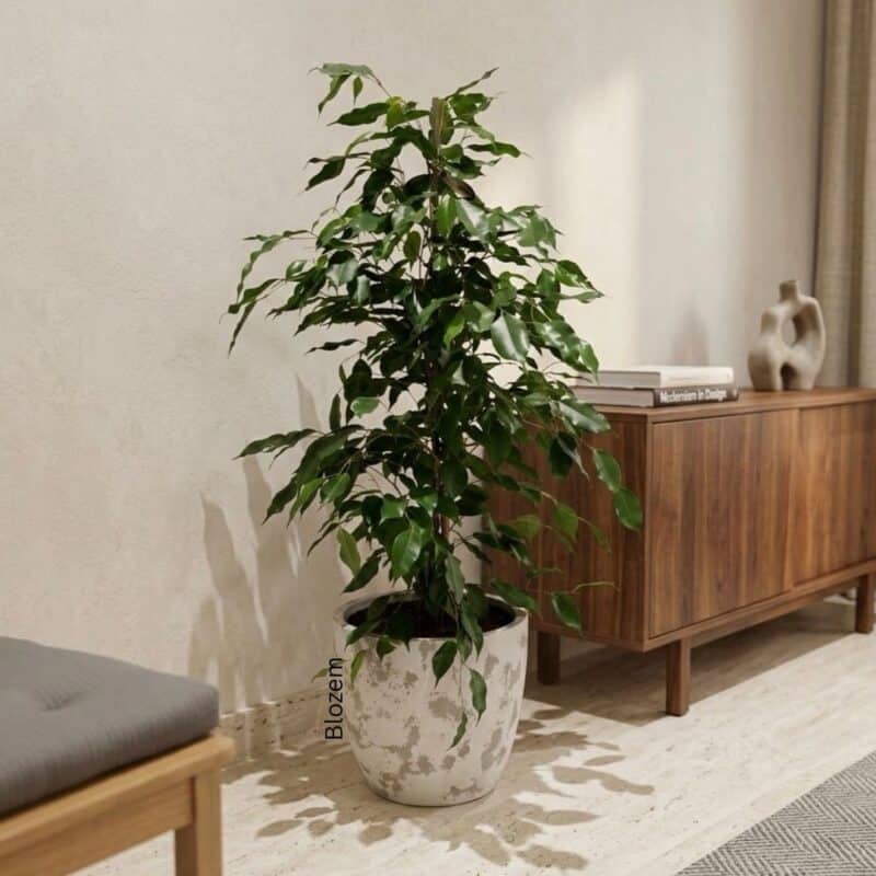 Potted Ficus Benjamina Danielle