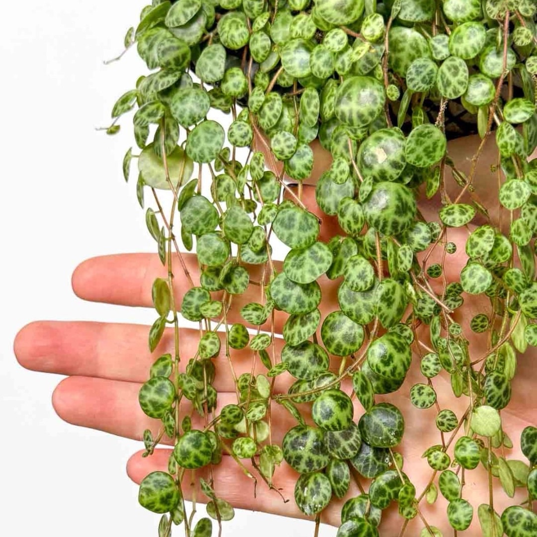 Peperomia Prostrata - String of turtles Hanging - Image 4